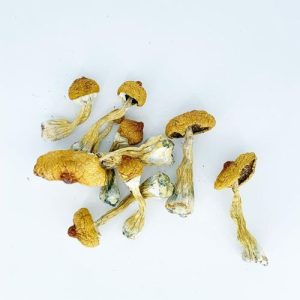 Buy Flying saucer mushroom in the UK