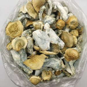 Buy Golden teacher mushroom in the UK