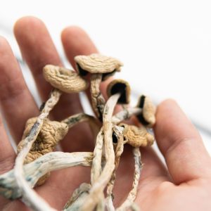 Buy Shrooms mushroom in the UK