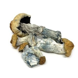 Buy Blue Meanies mushroom in the UK