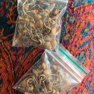 Buy Liberty caps Mushroom in the UK