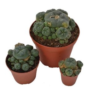 Peyote Cactus